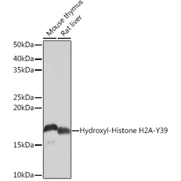 Western Blot - Anti-Histone H2A Antibody [ARC0253] (A306399) - Antibodies.com