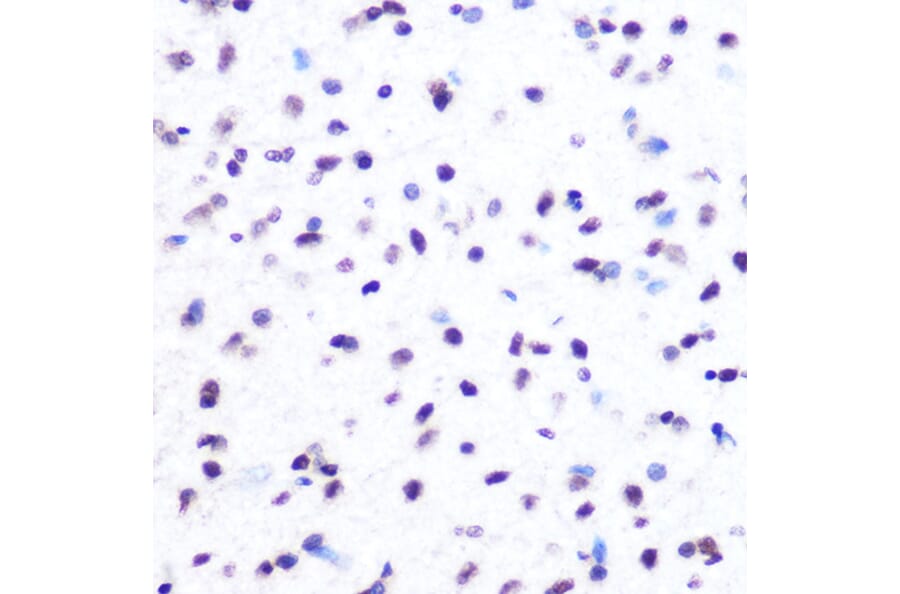 Immunohistochemistry - Anti-Histone H2A Antibody [ARC0253] (A306399) - Antibodies.com