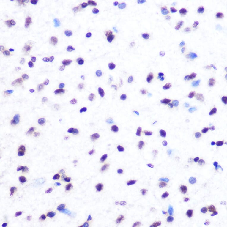 Immunohistochemistry - Anti-Histone H2A Antibody [ARC0253] (A306399) - Antibodies.com