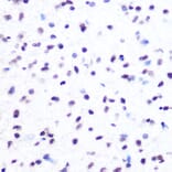 Immunohistochemistry - Anti-Histone H2A Antibody [ARC0253] (A306399) - Antibodies.com