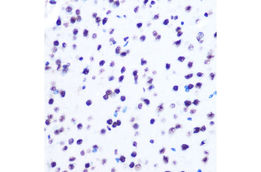 Immunohistochemistry - Anti-Histone H2A Antibody [ARC0253] (A306399) - Antibodies.com
