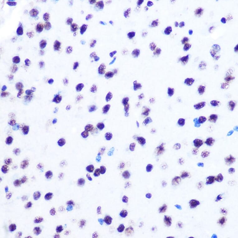 Immunohistochemistry - Anti-Histone H2A Antibody [ARC0253] (A306399) - Antibodies.com