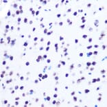 Immunohistochemistry - Anti-Histone H2A Antibody [ARC0253] (A306399) - Antibodies.com