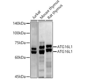 Western Blot - Anti-ATG16L1 Antibody (A306401) - Antibodies.com