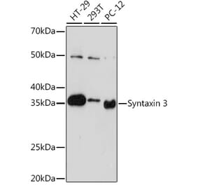 Western Blot - Anti-Syntaxin 3 Antibody [ARC2081] (A306403) - Antibodies.com