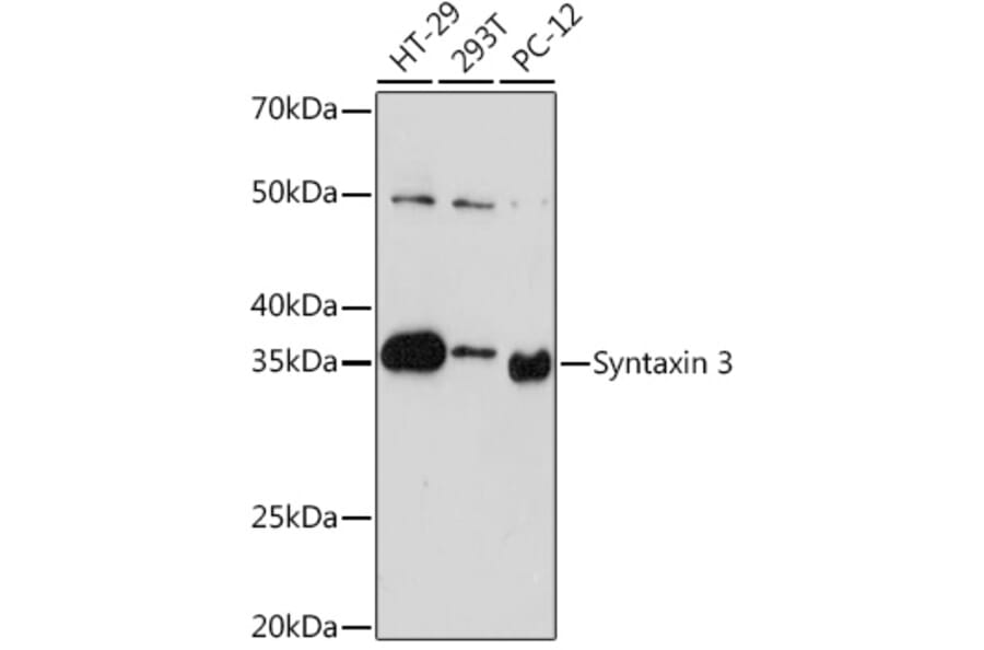 Western Blot - Anti-Syntaxin 3 Antibody [ARC2081] (A306403) - Antibodies.com