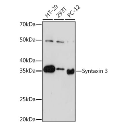 Western Blot - Anti-Syntaxin 3 Antibody [ARC2081] (A306403) - Antibodies.com