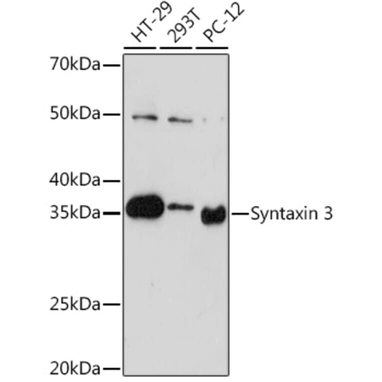 Western Blot - Anti-Syntaxin 3 Antibody [ARC2081] (A306403) - Antibodies.com
