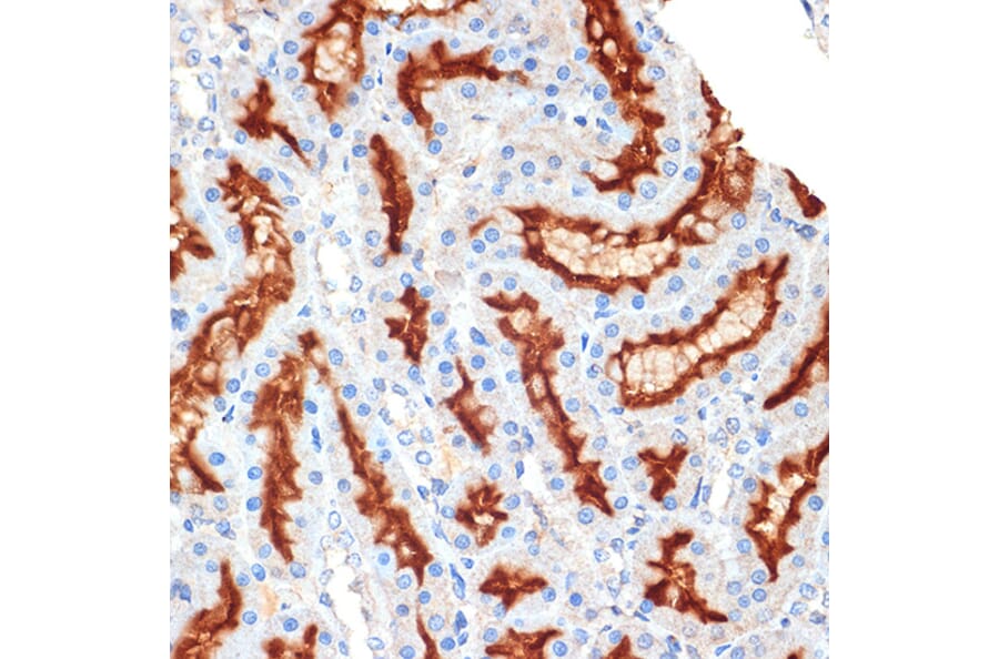 Immunohistochemistry - Anti-Syntaxin 3 Antibody [ARC2081] (A306403) - Antibodies.com