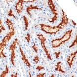 Immunohistochemistry - Anti-Syntaxin 3 Antibody [ARC2081] (A306403) - Antibodies.com