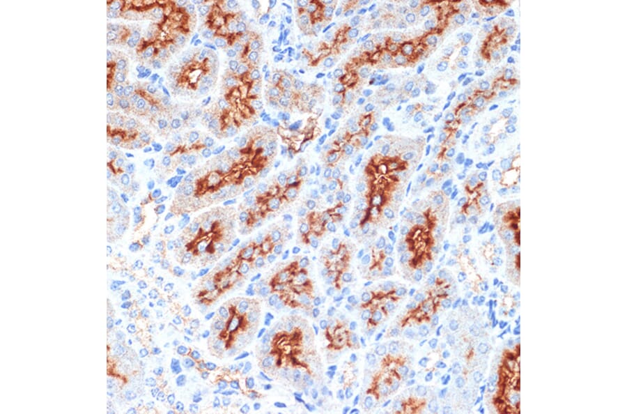 Immunohistochemistry - Anti-Syntaxin 3 Antibody [ARC2081] (A306403) - Antibodies.com
