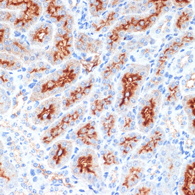 Immunohistochemistry - Anti-Syntaxin 3 Antibody [ARC2081] (A306403) - Antibodies.com