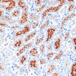 Immunohistochemistry - Anti-Syntaxin 3 Antibody [ARC2081] (A306403) - Antibodies.com