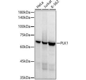 Western Blot - Anti-PLK1 Antibody [ARC52311] (A306404) - Antibodies.com