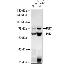 Western Blot - Anti-PLK1 Antibody [ARC52313] (A306405) - Antibodies.com