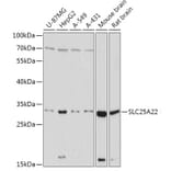 Western Blot - Anti-GC-1 Antibody (A306408) - Antibodies.com