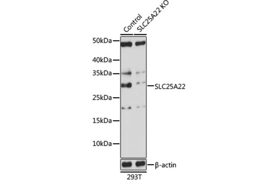 Western Blot - Anti-GC-1 Antibody (A306408) - Antibodies.com