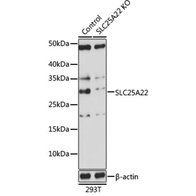 Western Blot - Anti-GC-1 Antibody (A306408) - Antibodies.com