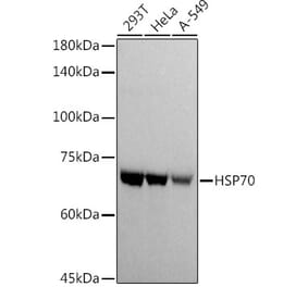 Western Blot - Anti-HSP70 Antibody (A306410) - Antibodies.com
