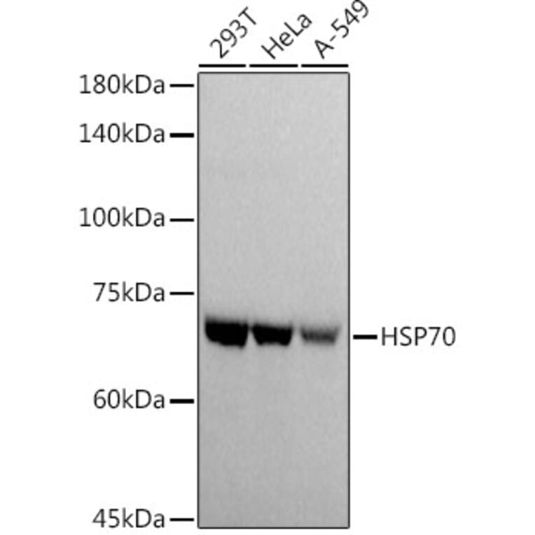 Western Blot - Anti-HSP70 Antibody (A306410) - Antibodies.com