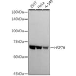 Western Blot - Anti-HSP70 Antibody (A306410) - Antibodies.com