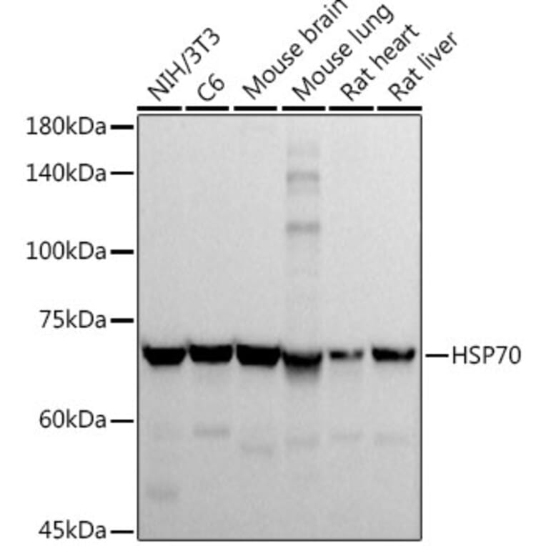 Western Blot - Anti-HSP70 Antibody (A306410) - Antibodies.com