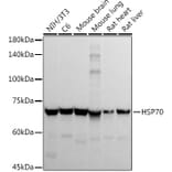 Western Blot - Anti-HSP70 Antibody (A306410) - Antibodies.com