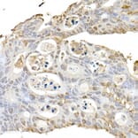 Immunohistochemistry - Anti-HSP70 Antibody (A306410) - Antibodies.com