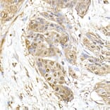 Immunohistochemistry - Anti-HSP70 Antibody (A306410) - Antibodies.com