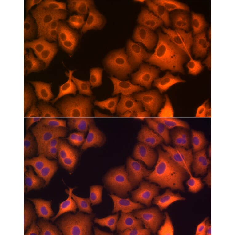 Immunofluorescence - Anti-HSP70 Antibody (A306410) - Antibodies.com