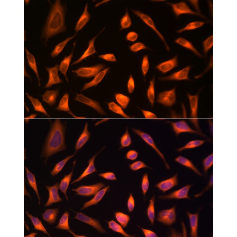 Immunofluorescence - Anti-HSP70 Antibody (A306410) - Antibodies.com