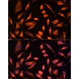 Immunofluorescence - Anti-HSP70 Antibody (A306410) - Antibodies.com