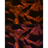 Immunofluorescence - Anti-HSP70 Antibody (A306410) - Antibodies.com