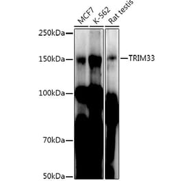 Western Blot - Anti-TRIM33 Antibody (A306414) - Antibodies.com