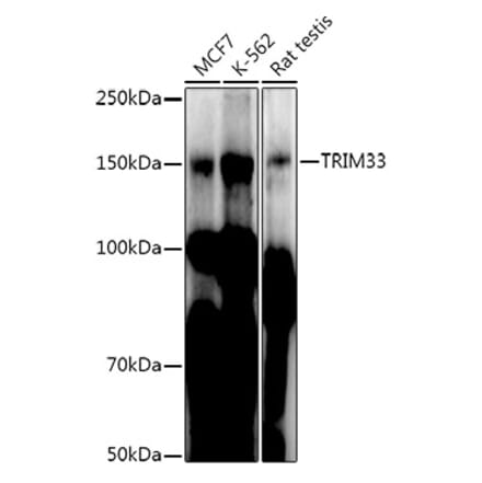 Western Blot - Anti-TRIM33 Antibody (A306414) - Antibodies.com