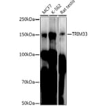 Western Blot - Anti-TRIM33 Antibody (A306414) - Antibodies.com