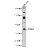 Western Blot - Anti-SCML1 Antibody (A306416) - Antibodies.com