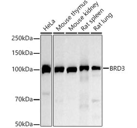 Western Blot - Anti-BRD3 Antibody (A306417) - Antibodies.com