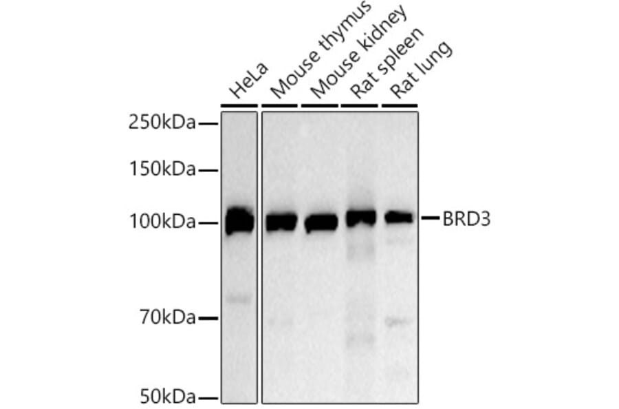 Western Blot - Anti-BRD3 Antibody (A306417) - Antibodies.com