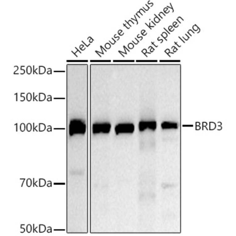 Western Blot - Anti-BRD3 Antibody (A306417) - Antibodies.com