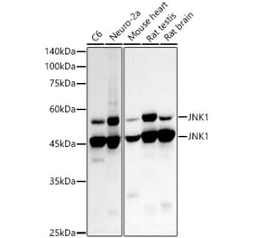 Western Blot - Anti-JNK1 Antibody [ARC2908] (A306418) - Antibodies.com