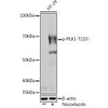 Western Blot - Anti-PLK1 (phospho Thr210) Antibody [ARC1570] (A306423) - Antibodies.com