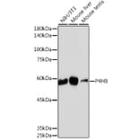 Western Blot - Anti-P4HB Antibody [ARC2398] (A306427) - Antibodies.com