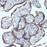 Immunohistochemistry - Anti-P4HB Antibody [ARC2398] (A306427) - Antibodies.com