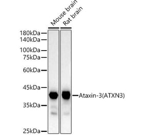 Western Blot - Anti-Ataxin 3 Antibody [ARC54882] (A306429) - Antibodies.com