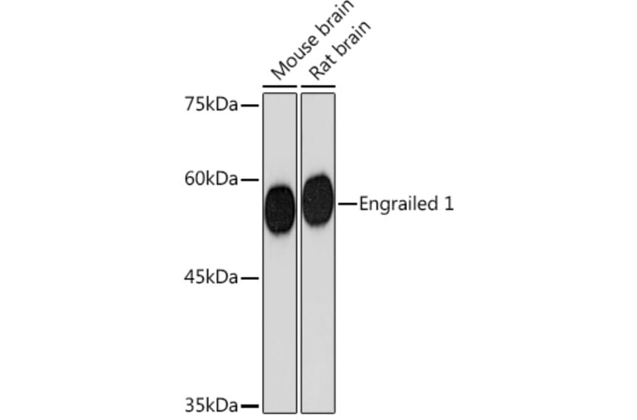 Western Blot - Anti-EN1/Engrailed 1 Antibody [ARC2225] (A306430) - Antibodies.com