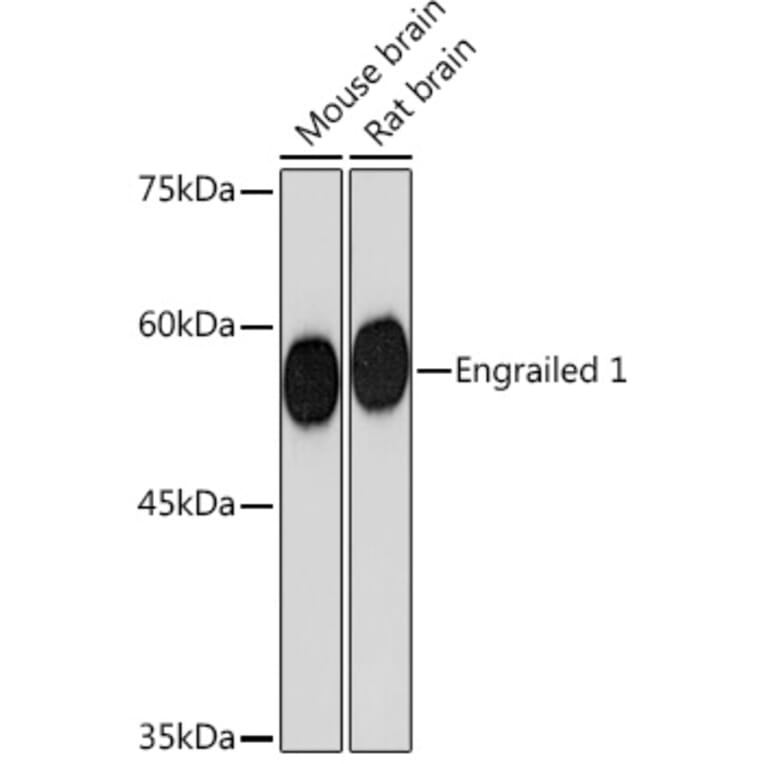 Western Blot - Anti-EN1/Engrailed 1 Antibody [ARC2225] (A306430) - Antibodies.com