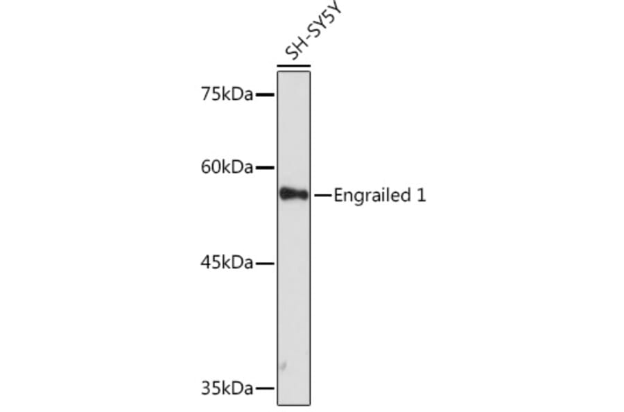 Western Blot - Anti-EN1/Engrailed 1 Antibody [ARC2225] (A306430) - Antibodies.com
