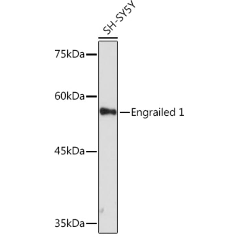 Western Blot - Anti-EN1/Engrailed 1 Antibody [ARC2225] (A306430) - Antibodies.com