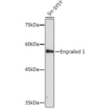 Western Blot - Anti-EN1/Engrailed 1 Antibody [ARC2225] (A306430) - Antibodies.com